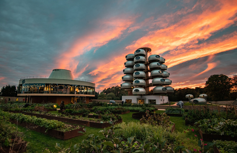 越看越像树葡萄，但一点都不“土味”